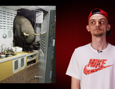 Elefantul Cici a dărâmat bucătăria, Trilionar în Crypto, Farsă la Mc - Actualități - Cavaleria.ro